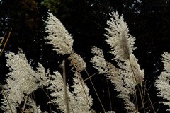 风随着意思吹之2018